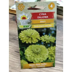 Cynia daliowa Envy Cynia daliowa Envy